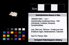 Foto (Objekt + Etikett) von Goniodromites complanatus (Reuss, 1858)  (NHMW-GEO-1990-0041-3943)